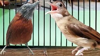 suara ngebren tandes kapas tembak gacor and tepus kepala abu 