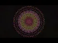 phyllotaxis