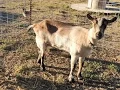 Signs Your Goat Is In Heat