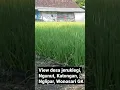 Download Lagu Desa Jeruklegi, Ngunut, Katongan, Nglipar, Wonosari, Gunungkidul, Yogyakarta, Indonesia