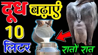 👉 5 दिन में 5 लिटर दूध बढ़ाएं🥛bhains ka dudh kaise badhaen✌️भैंस का दूध कैसे बढ़ाएं? Dairy FARM || 