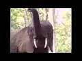 Lagu aurlus mabele - aurlus elephant