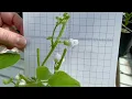 INCREASE Citizen Science Tutorial Recording Flower Colour Bush Bean