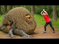 Download Lagu Harvesting 10000+ Giant HoneyBee Yam \u0026 Go to Market Sell | dramatic big python chase | Lý Thị Hằng