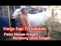 Download Lagu Harga Sapi PO Indukan ‼️ Hari Sabtu 5 Juli 2025‼️Pasar Hewan Kragan Rembang Jawa Tengah 