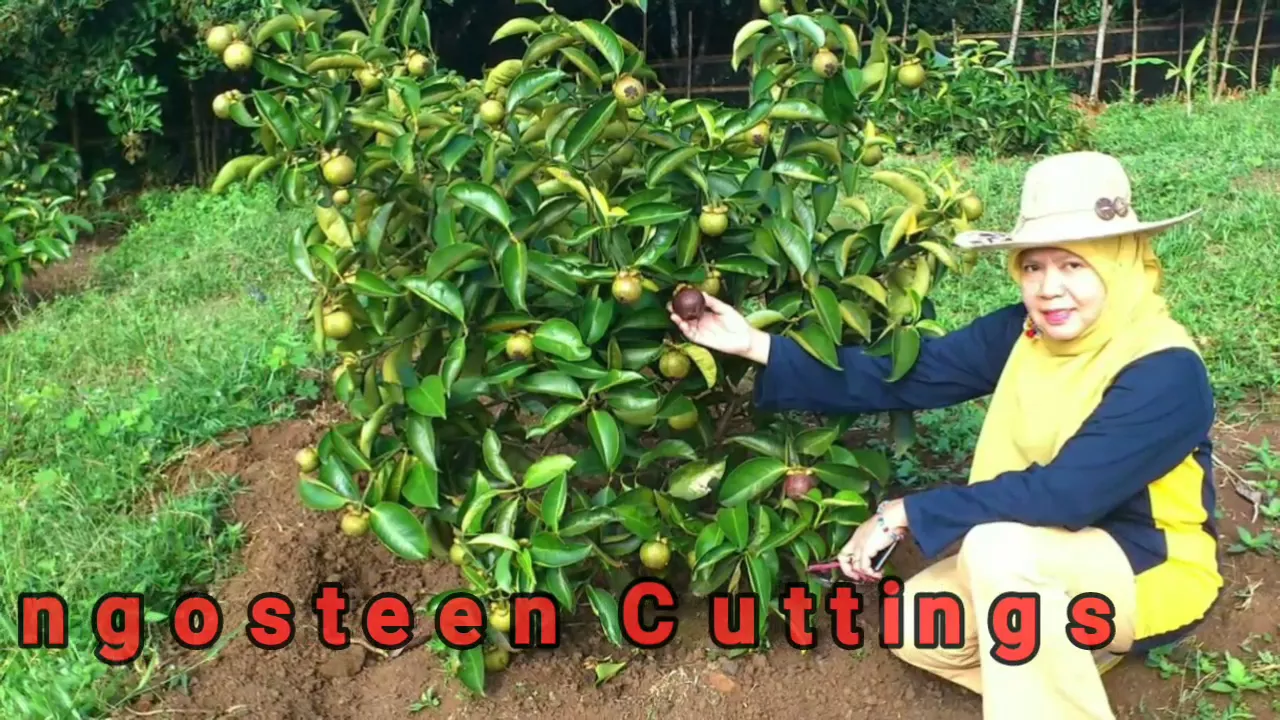 mangosteen tree with flower and fruit.. 