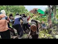 Lagu proses tebang pohon jati besar di samping rumah penduduk