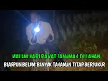 Download Lagu MALAM HARI DI TENGAH KEBUN MAS SAMAI PERIKSA DAUN BAWANGNYA YANG KENA HAMA 