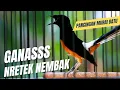 Download Lagu MURAI BATU GACOR FULL ISIAN TEMBAKAN KASAR KRETEKAN GANAS SANGAT AMPUH MEMANCING MURAI BATU EMOSI