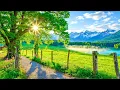 Download Lagu Nomierinoša mūzika nerviem 🌿 dziedinoša mūzika sirdij un asinsvadiem, relaksācija, mūzika dvēselei