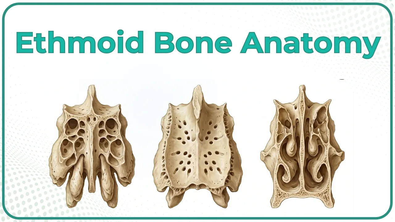 Ethmoid bone anatomy - Head and neck Animated osteology - MBBS , FMGE and NEET PG
