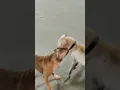 Download Lagu Dogs are fighting.  #dog #dogs #fighting #fight #shorts #shortvideo #tranding