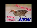 Download Lagu TIẾNG CHIM CHẰNG NGỊCH MỒI GỌI NHAU MỚI NHẤT 2023/BAO 100% ĂN CHIM/ #birdsong #TNSlingshot