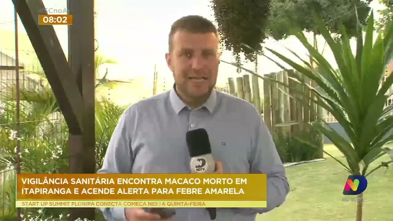 Macaco encontrado morto em Itapiranga, no Oeste, acende alerta à febre amarela