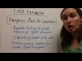 Download Lagu Strawberry DNA Extraction Lab Explanation