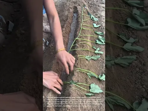 Planting Sweet Potato Slips in Soil Ridge Trench