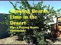 Bearss Lime Tree