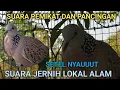 Lagu MEMIKAT DAN PANCINGAN TEKUKUR DEKUKUR GACOR LOKAL ALAM