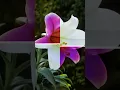 Download Lagu Bunga Lily, before and after#shorts #short #viral