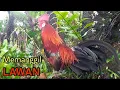 Download Lagu Suara Ayam Hutan Memanggil Lawan chicken sound - Rooster