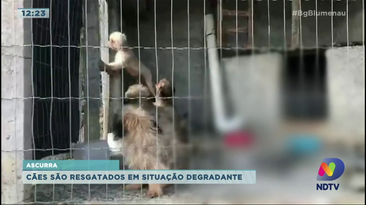 Cães sem água e comida são resgatados no Vale do Itajaí