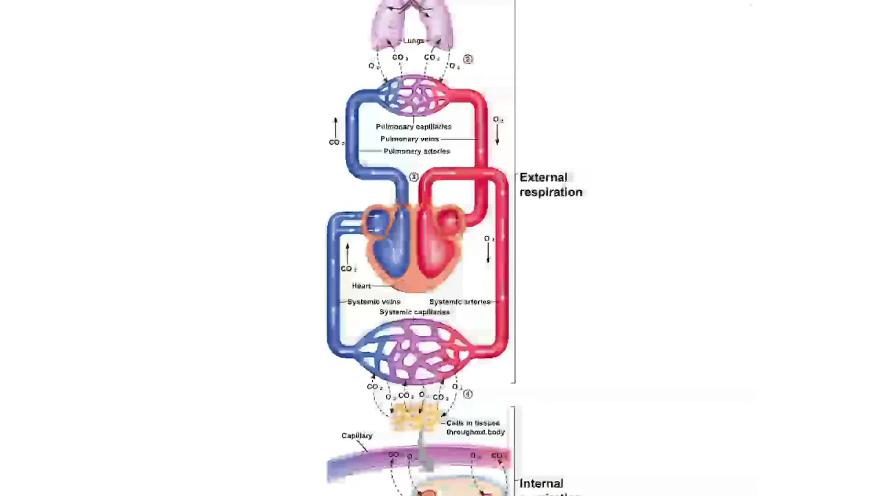 Chapter 16 ventilation part 1 of 2