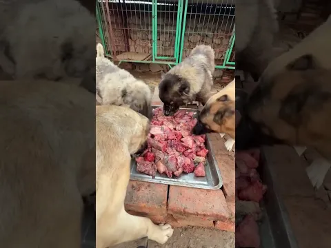 Top 2 Most Dangerous Dog Breed ๐ฟ #shorts