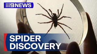 New species of funnel webs found near Sydney 9 News Australia