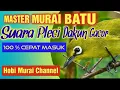 Download Lagu Master terbaik untuk murai batu suara Pleci Dakun Gacor Ngalas