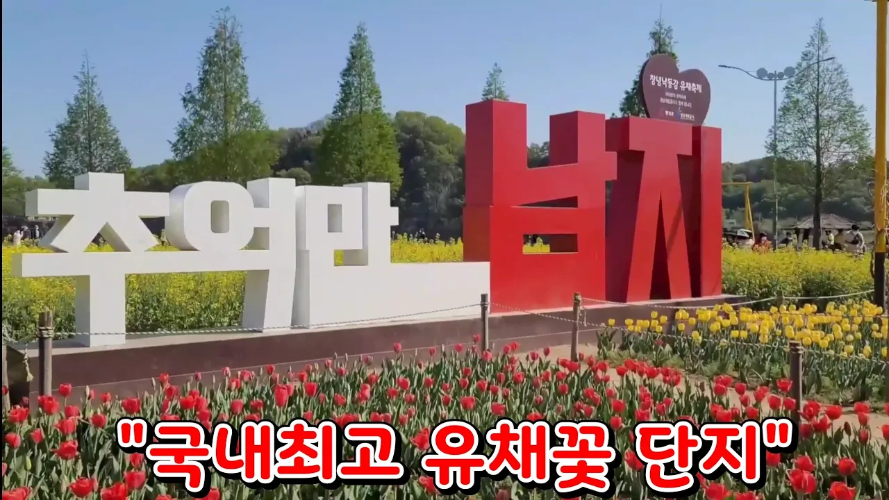 #국내 최대규모 낙동강 유채꽃 단지 サムネイル
