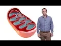 Jared Rutter U Utah HHMI 1 Mitochondria The Mysterious Cellular Parasite