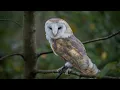 Owl sound effect.  effect Suara burung hantu