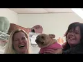 Hounds Town USA Franchise Overview