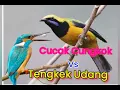 Download Lagu Cucak Cungkok VS Tengkek Udang Gacor dan fighter