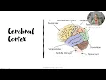 AP Psychology Unit 2 Biological Bases Review with Mandy Rice