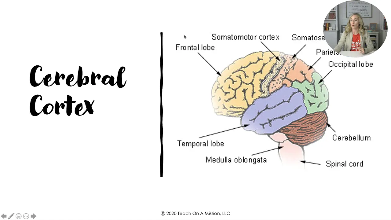 AP Psychology Unit 2 Biological Bases Review Video with Mandy Rice