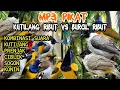 Download Lagu suara pikat burcil ribut paling ampuh kutilang ribut kombinasi semua burung kecil