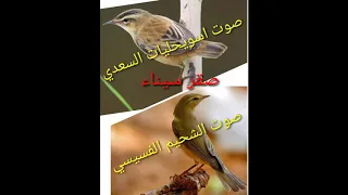 جديد صوت الشحيم الفسيسي  مع اسويحليات السعدي للصيد دندنها