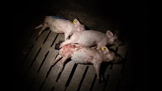 jenqu te sur fleury michon mensonges 