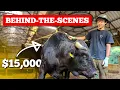 Download Lagu How Kobe Beef became the Wagyu to rule them all
