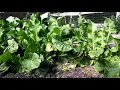 Growing Horseradish Planting To Eating
