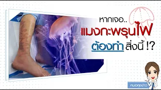  แมงกะพรุนไฟมีลักษณะอย่างไร และทำไมถึงอันตรายต่อผู้ที่สัมผัส 