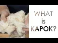 What is Kapok