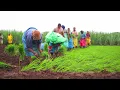 Download Lagu Krushi Din Status | Maharashtra Krushi Din Status | Agriculture Day | Shetkari Status