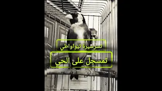 تغريد الحسون كلوشات تيواواطي 