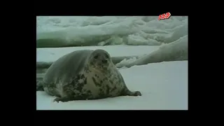 إبتهال أطلقونى من سياج الاسر الشيخ سيد النقشبندي 