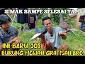 Lagu SERIUS INI MAH‼️BURUNG MEWAH CUMA DI KASIH CUMA CUMA