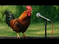 Download Lagu Funny Chicken Dance – Rooster's Got No Chill 🐔😂 #cowdance