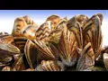 Zebra Mussels Confirmed in New Locations in Itasca Hubbard Counties Lakeland News