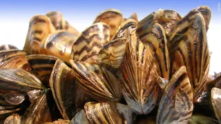 Zebra Mussels Confirmed in New Locations in Itasca Hubbard Counties Lakeland News